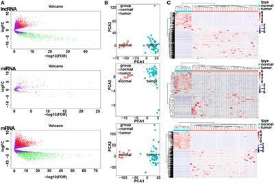 Construction and Investigation of a lncRNA-Associated ceRNA Regulatory Network in Cholangiocarcinoma